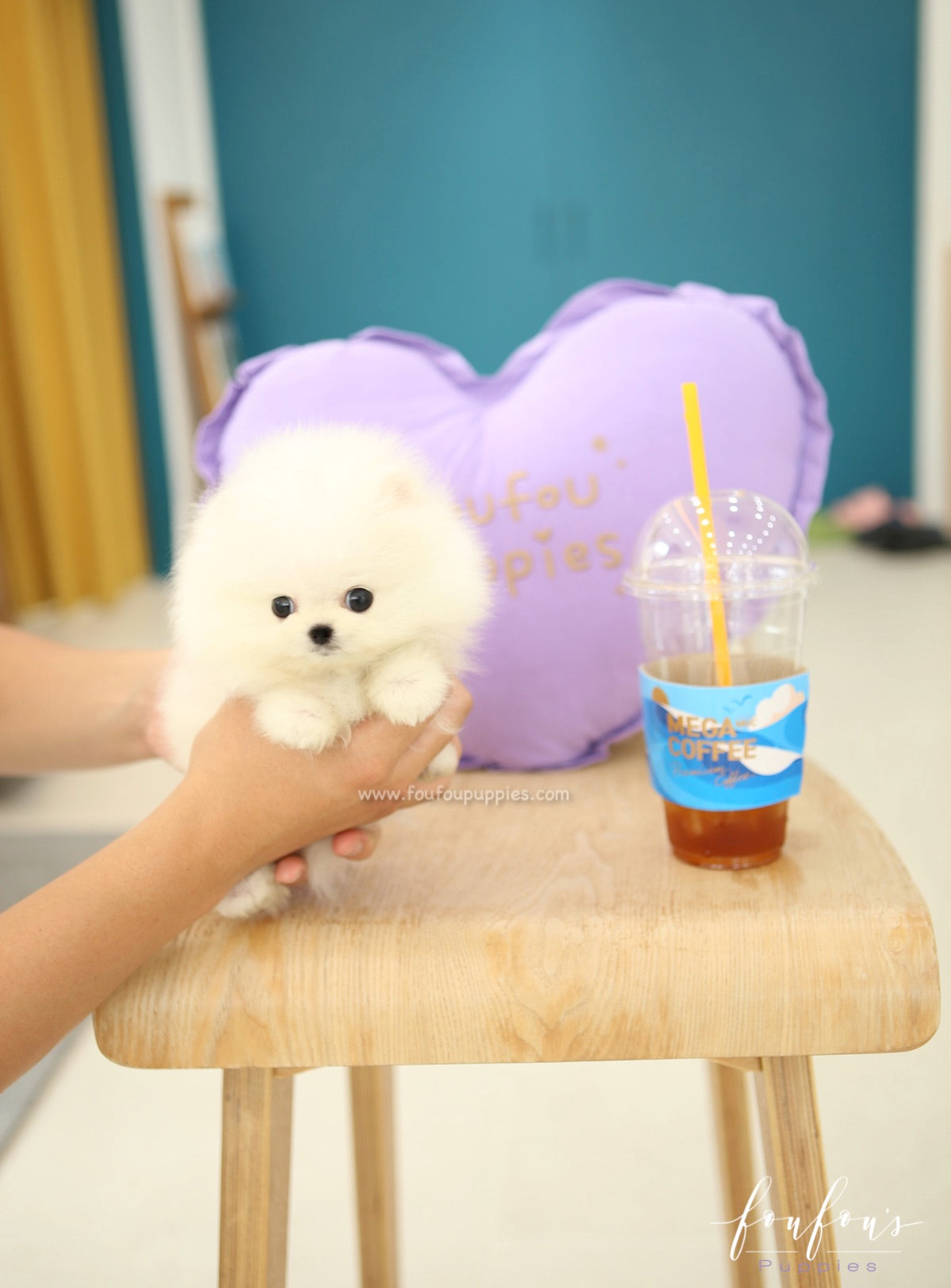 Nemo - Pomeranian M.