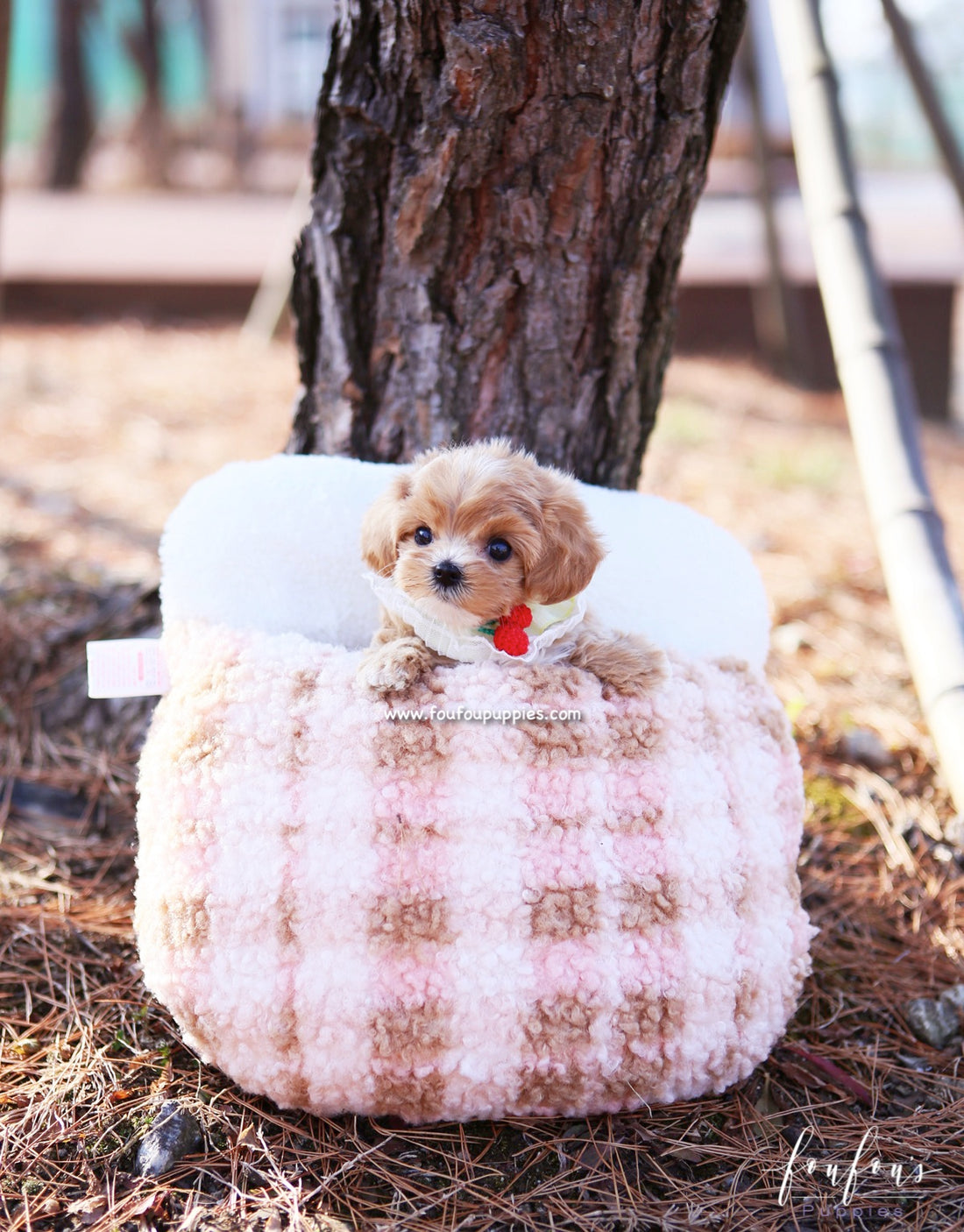 Lucille - Maltipoo F.