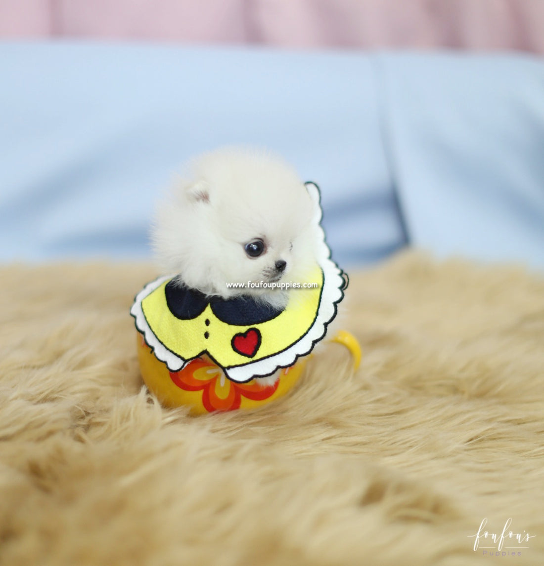 Bebe - Pomeranian F.