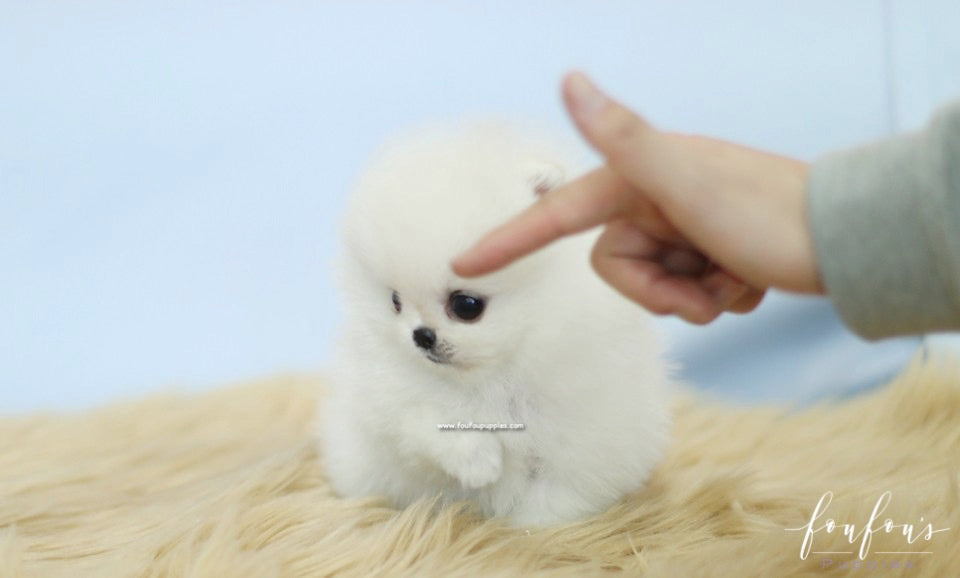 Bebe - Pomeranian F.