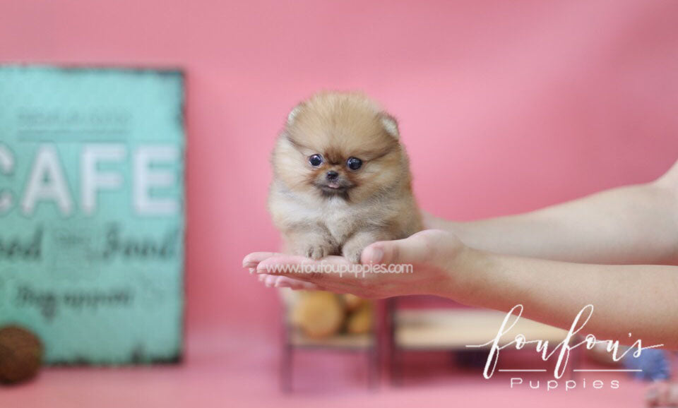 Nina-Pomeranian F.