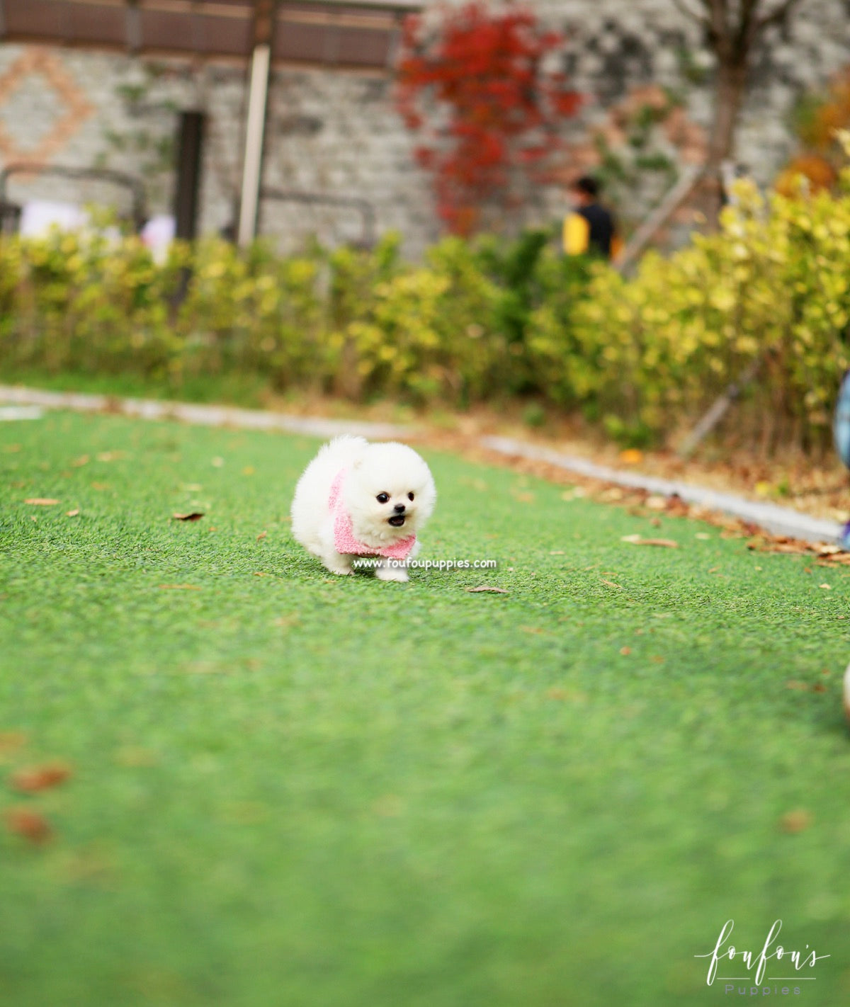 Noelle - Pomeranian F.