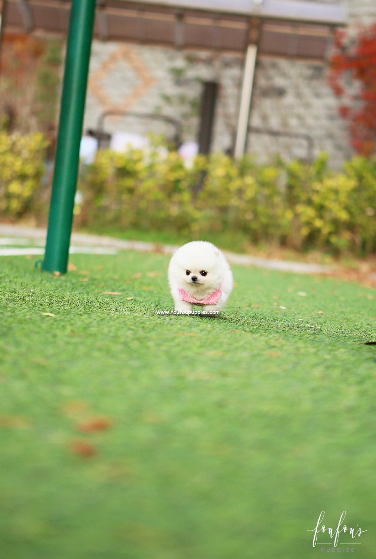 Noelle - Pomeranian F.