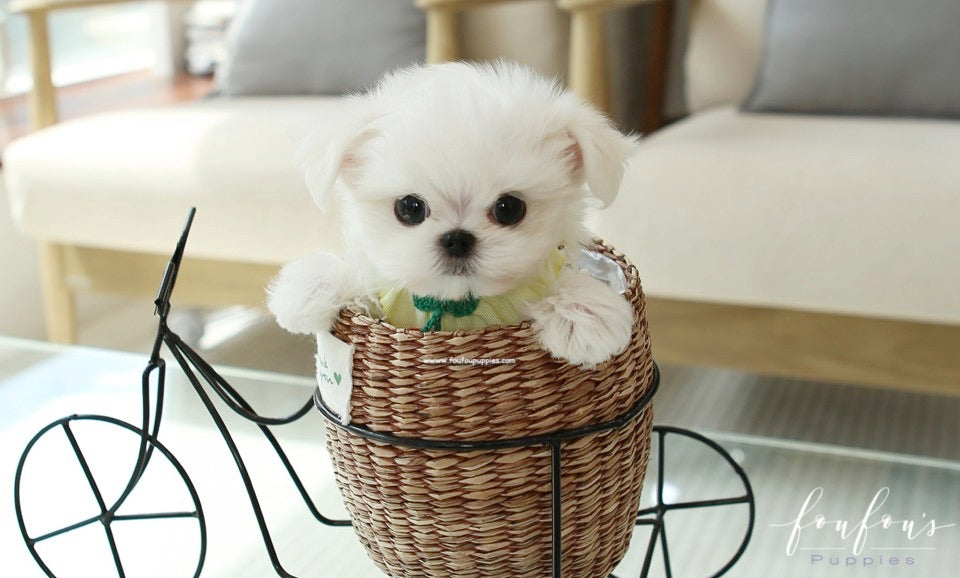 Bichon store maltese teacup