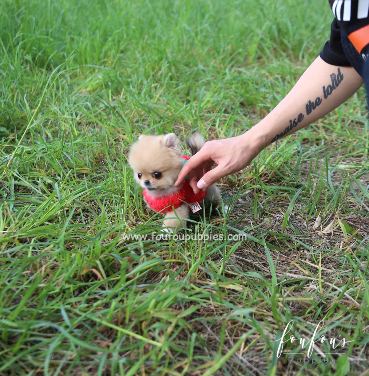 Fendi - Pomeranian F.