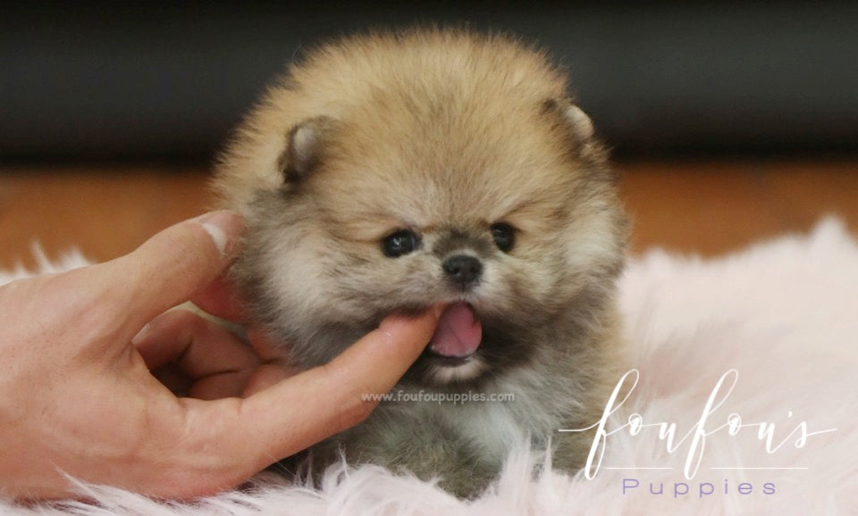 Faye - Pomeranian F.