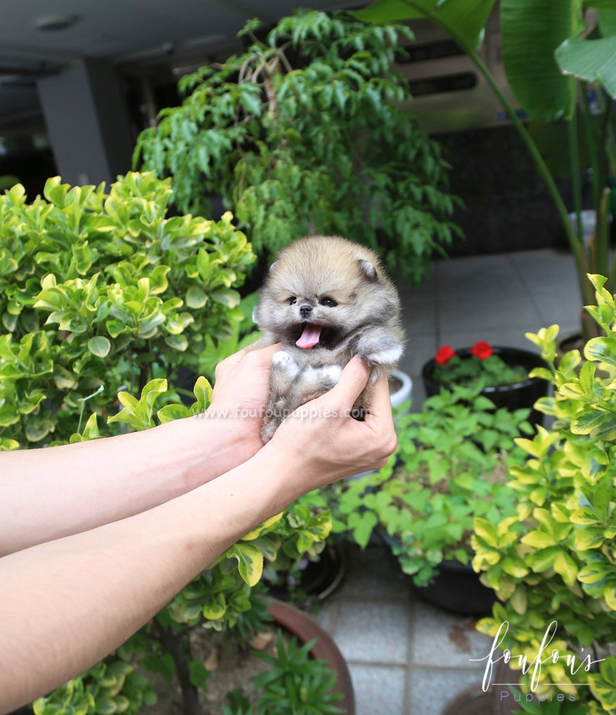 Faye - Pomeranian F.