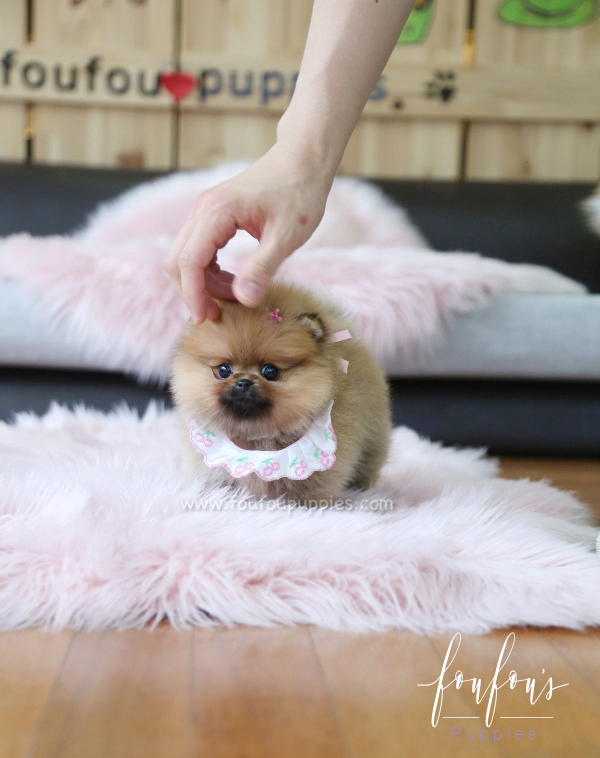 Nala - Pomeranian F.