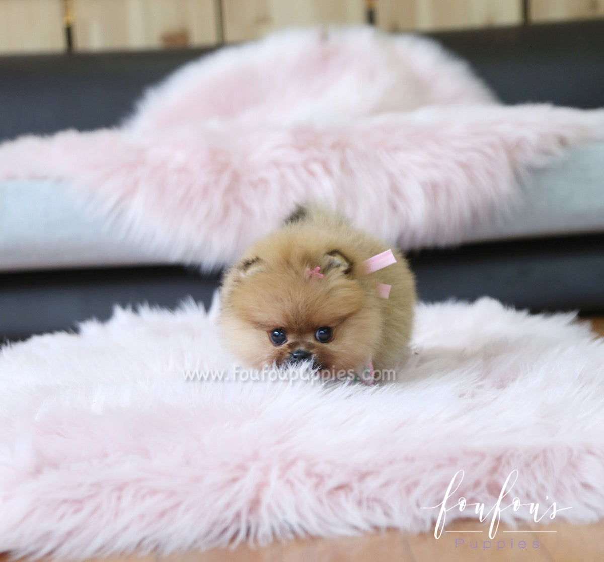 Nala - Pomeranian F.