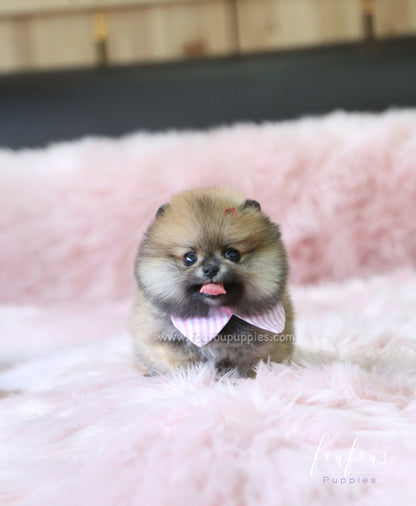 Hazel - Pomeranian F.