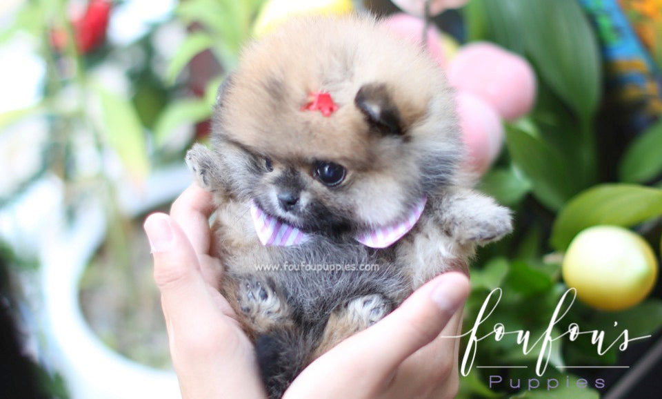 Hazel - Pomeranian F.