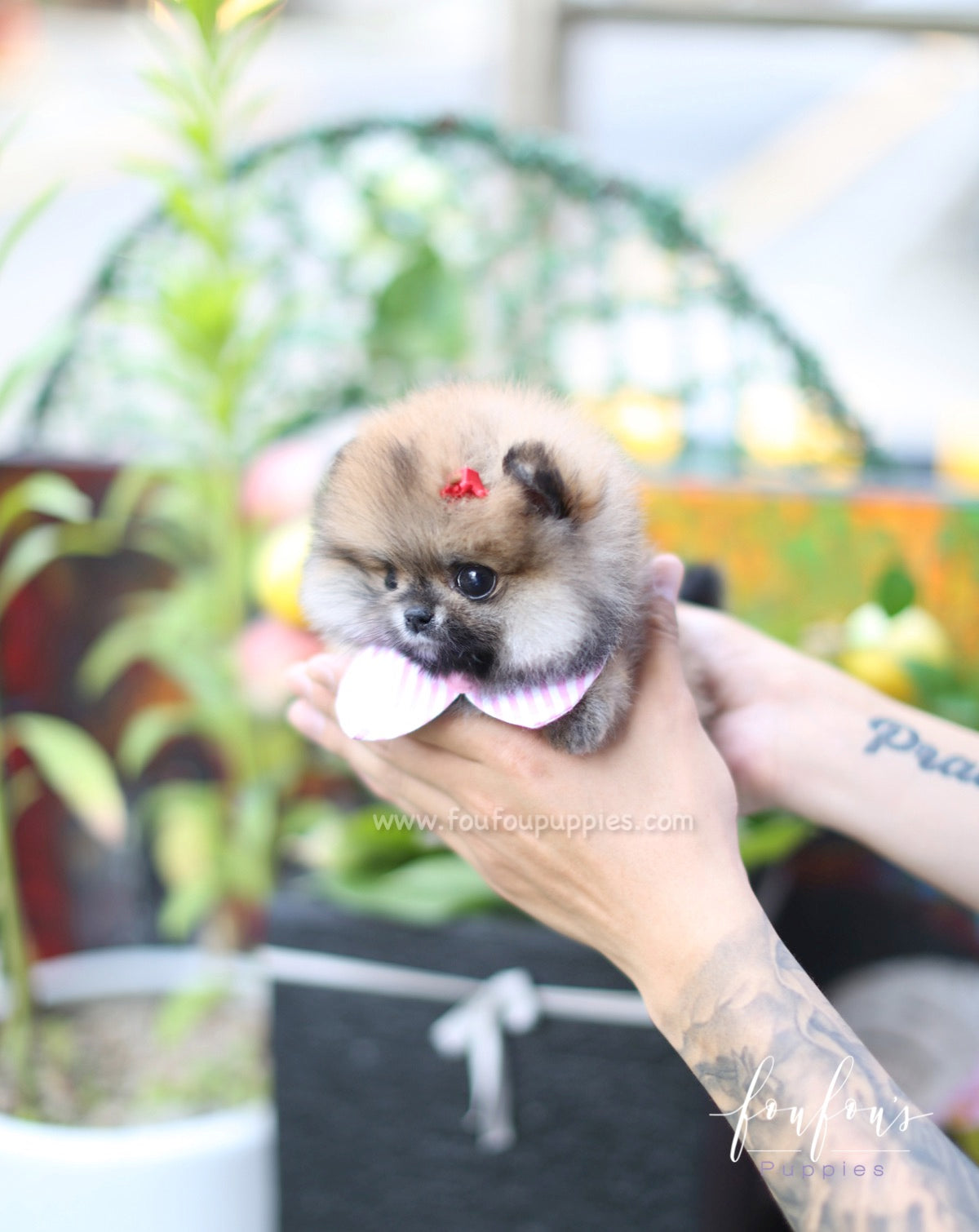 Hazel - Pomeranian F.