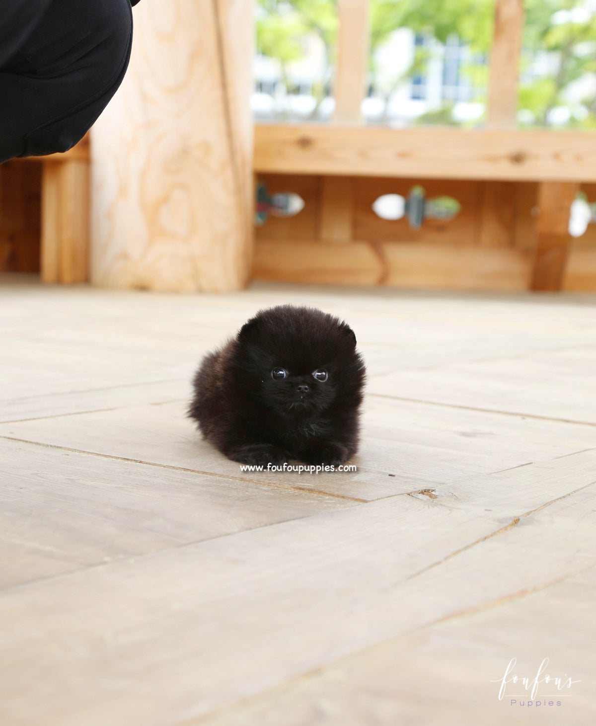 Onyx - Pomeranian M.