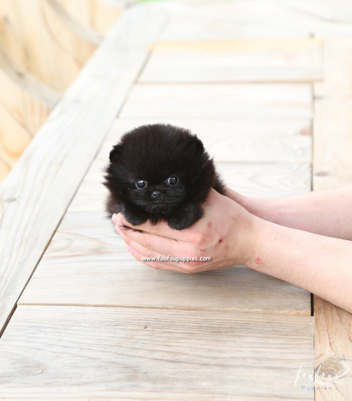 Onyx - Pomeranian M.