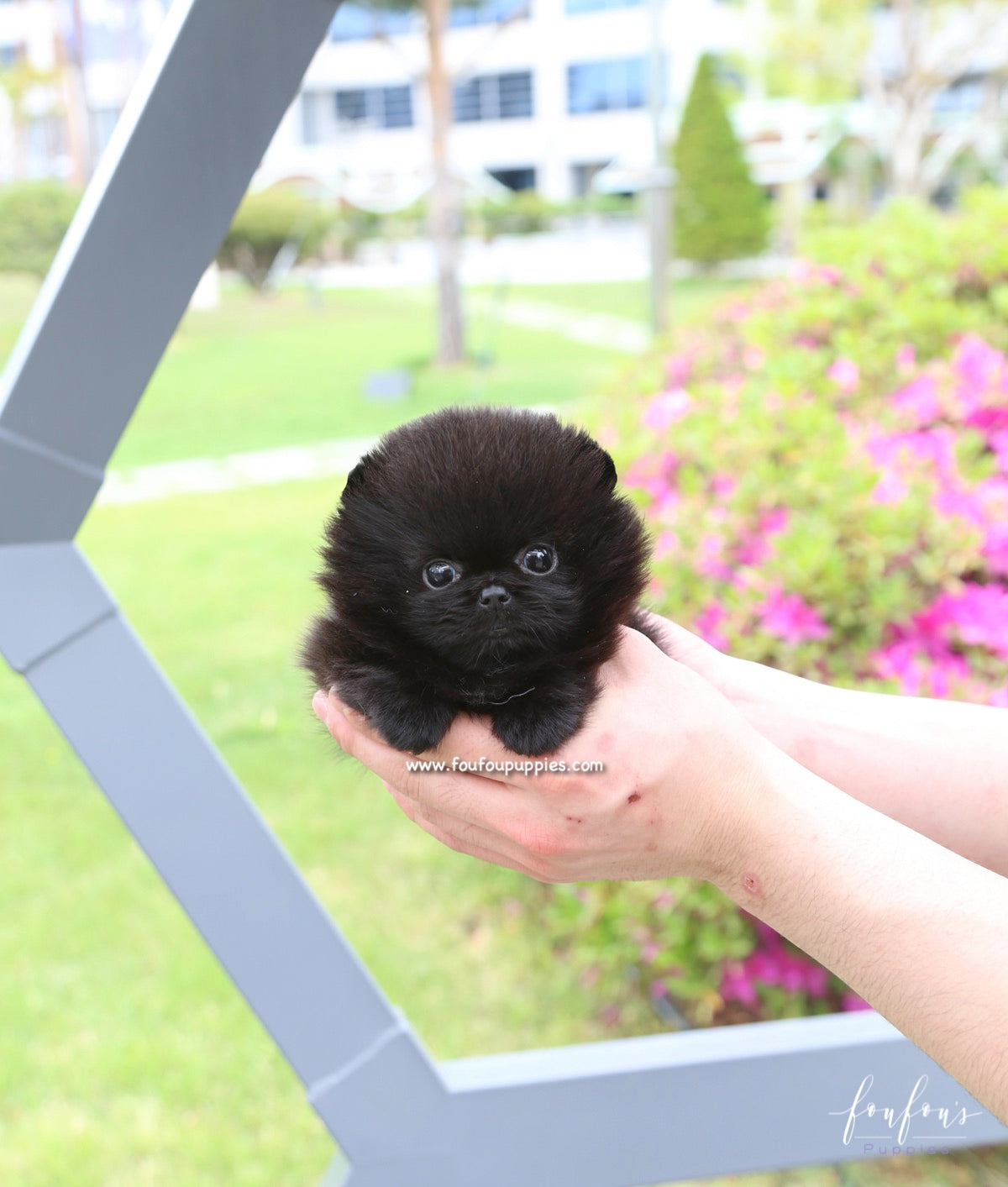 Onyx - Pomeranian M.