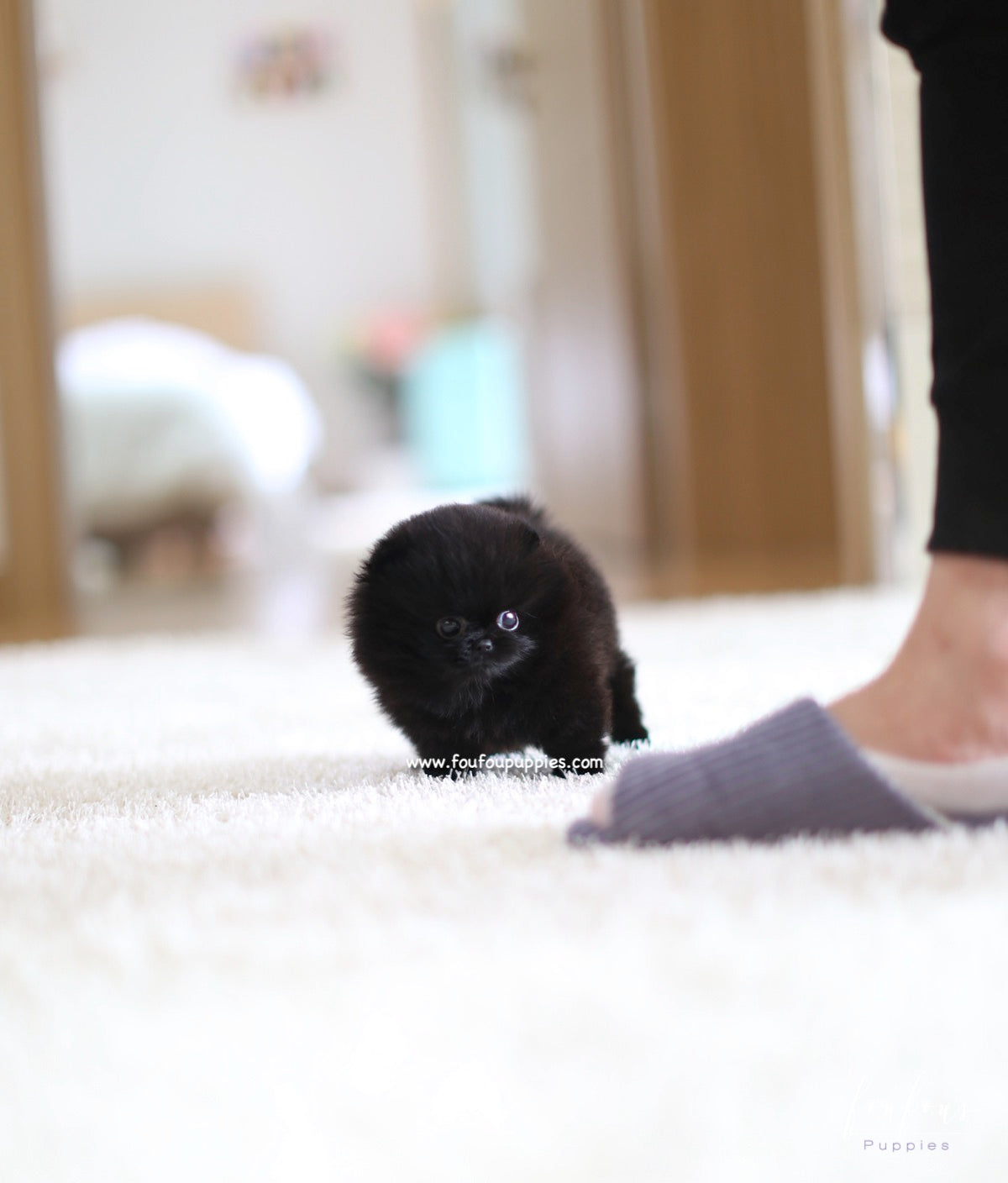 Onyx - Pomeranian M.