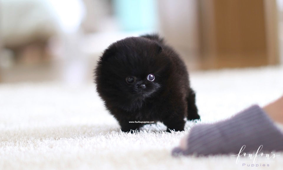 Onyx - Pomeranian M.