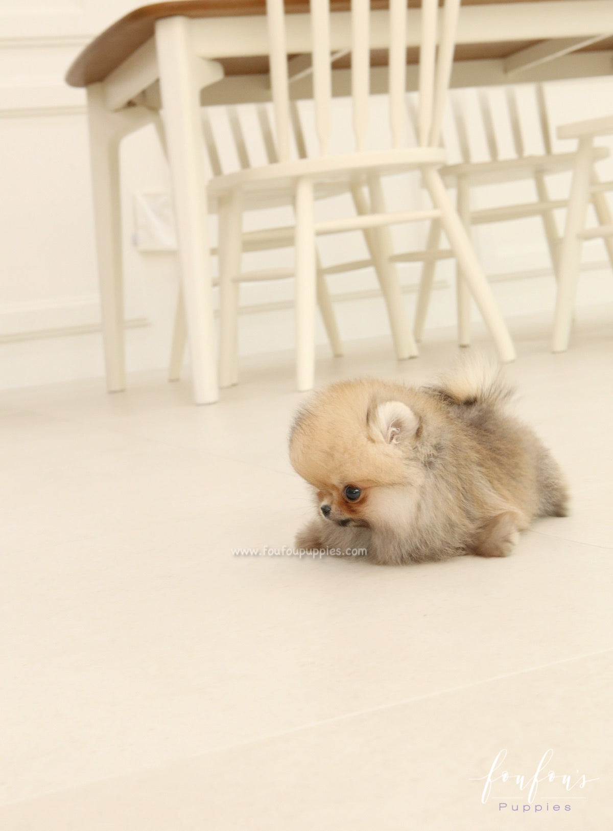 Jazzy - Pomeranian F.