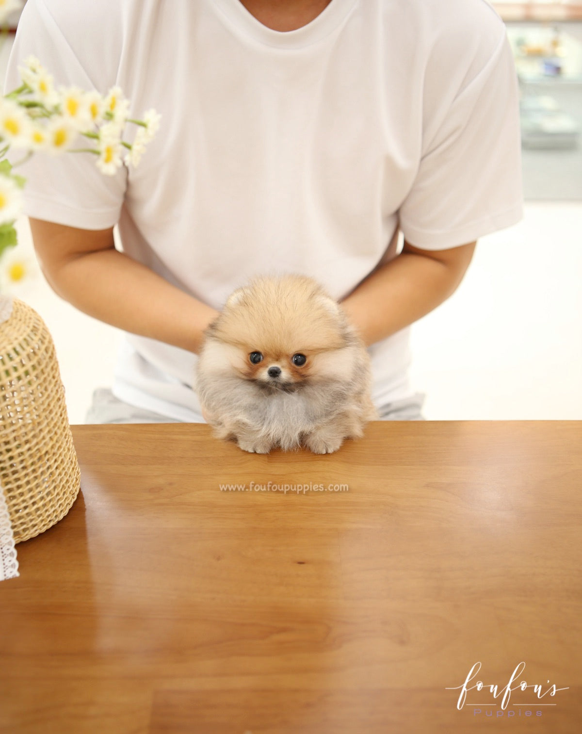 Jazzy - Pomeranian F.