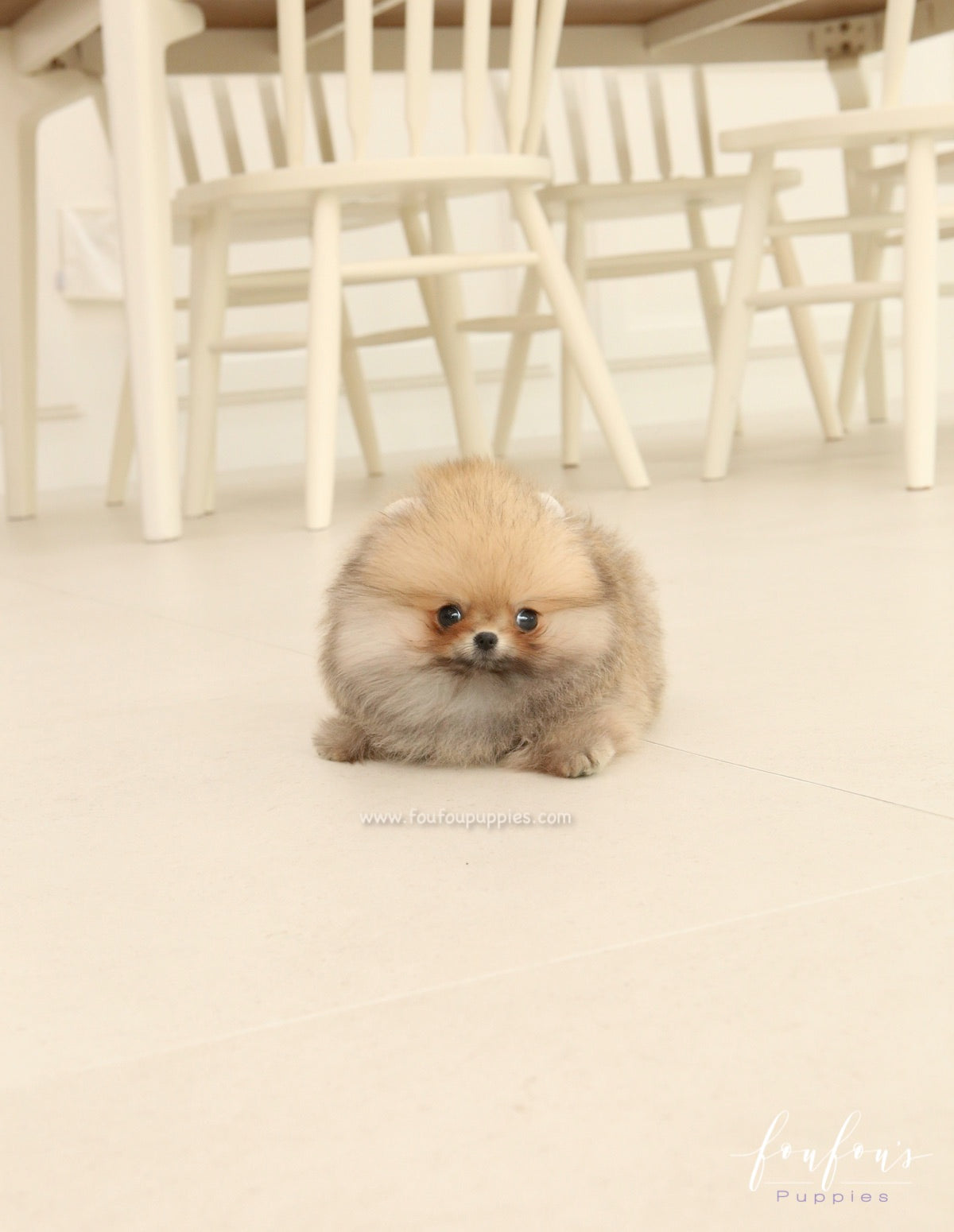 Jazzy - Pomeranian F.