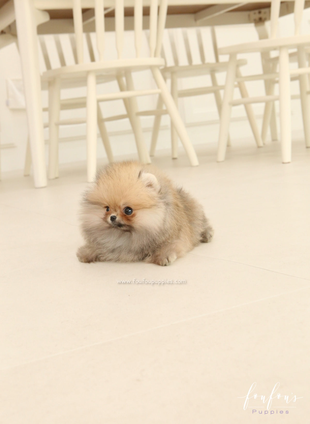 Jazzy - Pomeranian F.