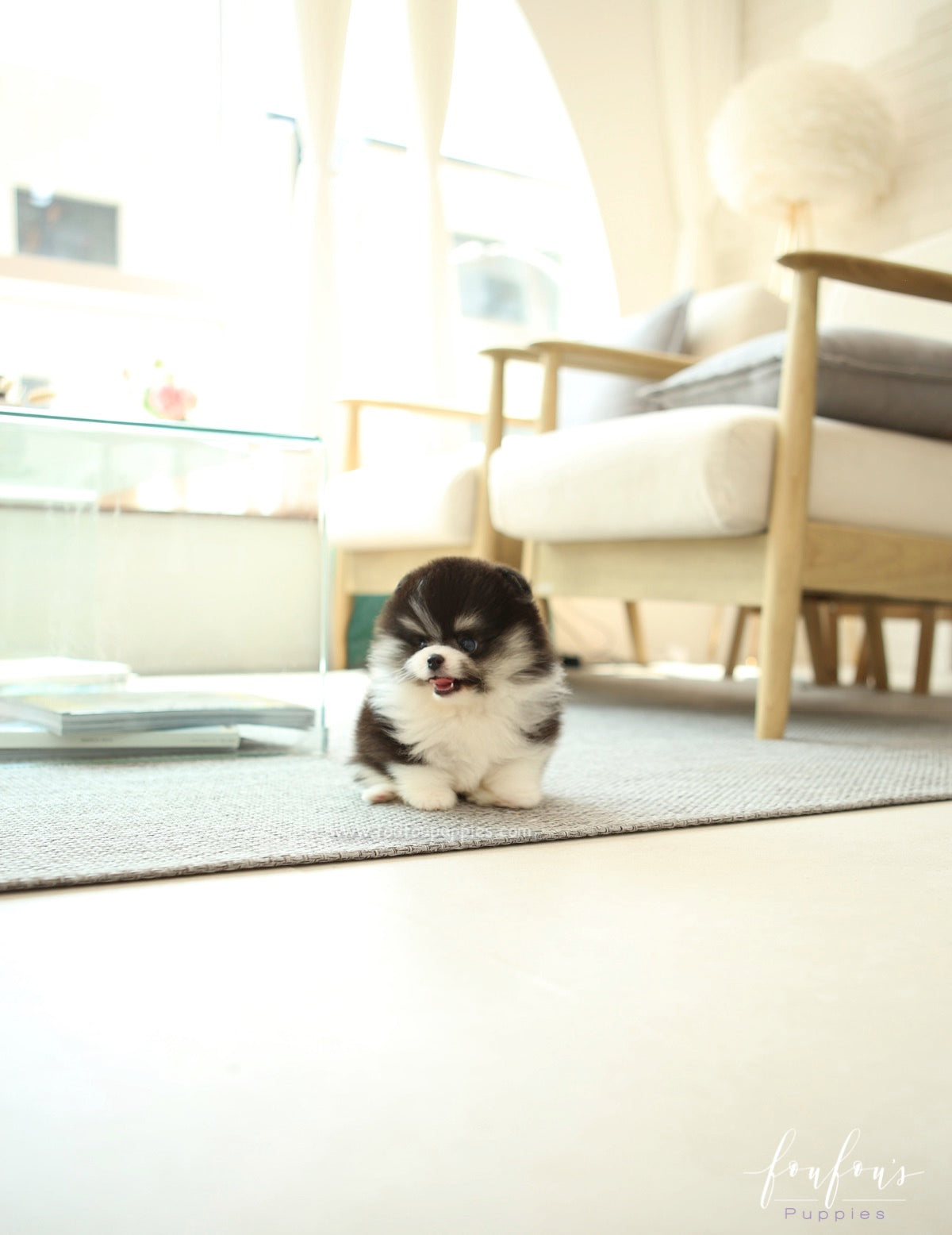 Oreo - Pomeranian M.