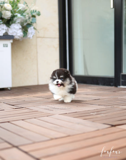 Oreo - Pomeranian M.