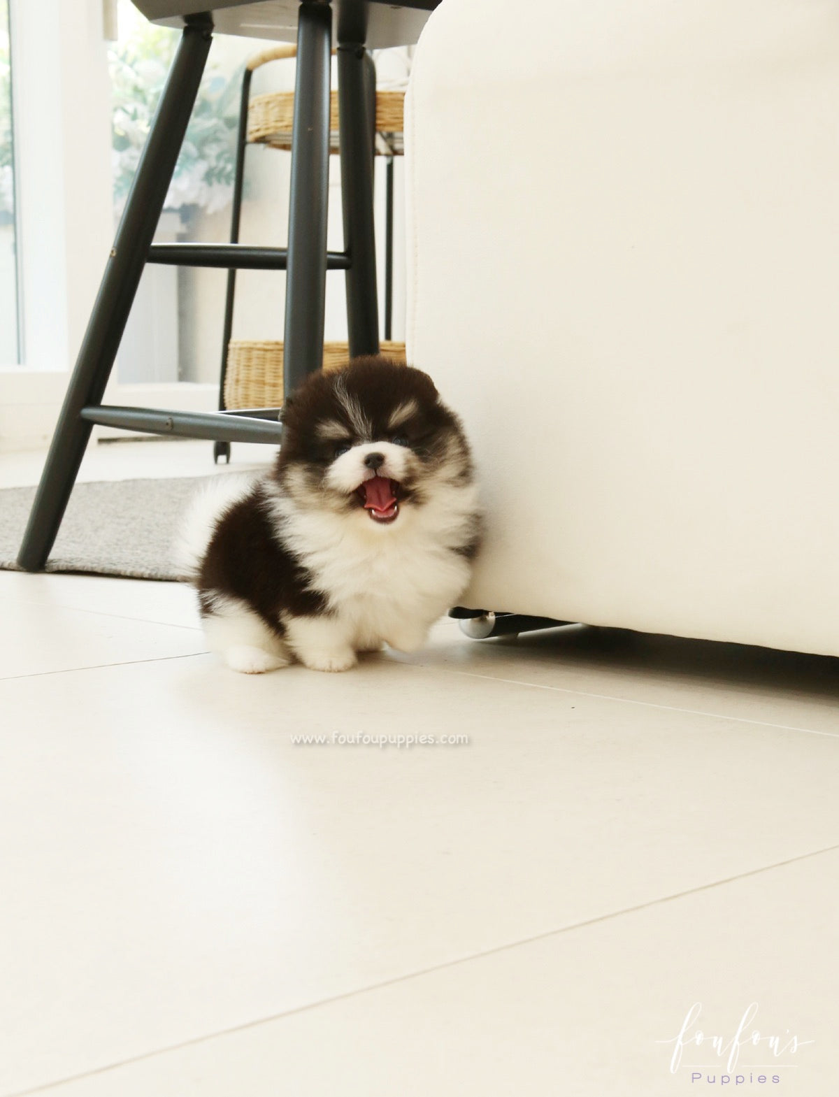 Oreo - Pomeranian M.