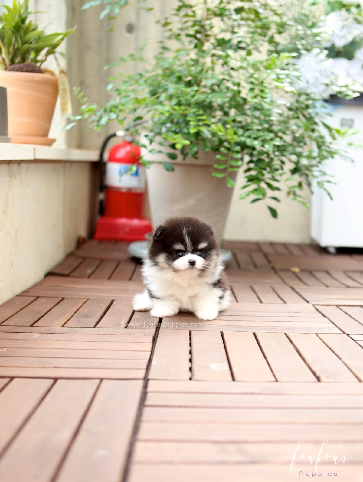 Oreo - Pomeranian M.