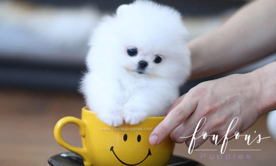 Sweetie - Pomeranian F.