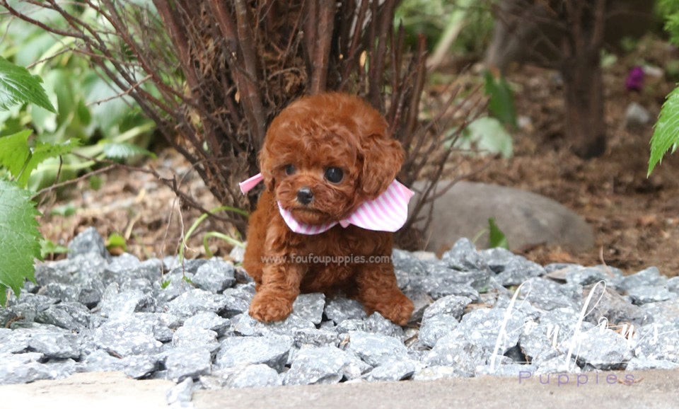 Angelina - Poodle F.