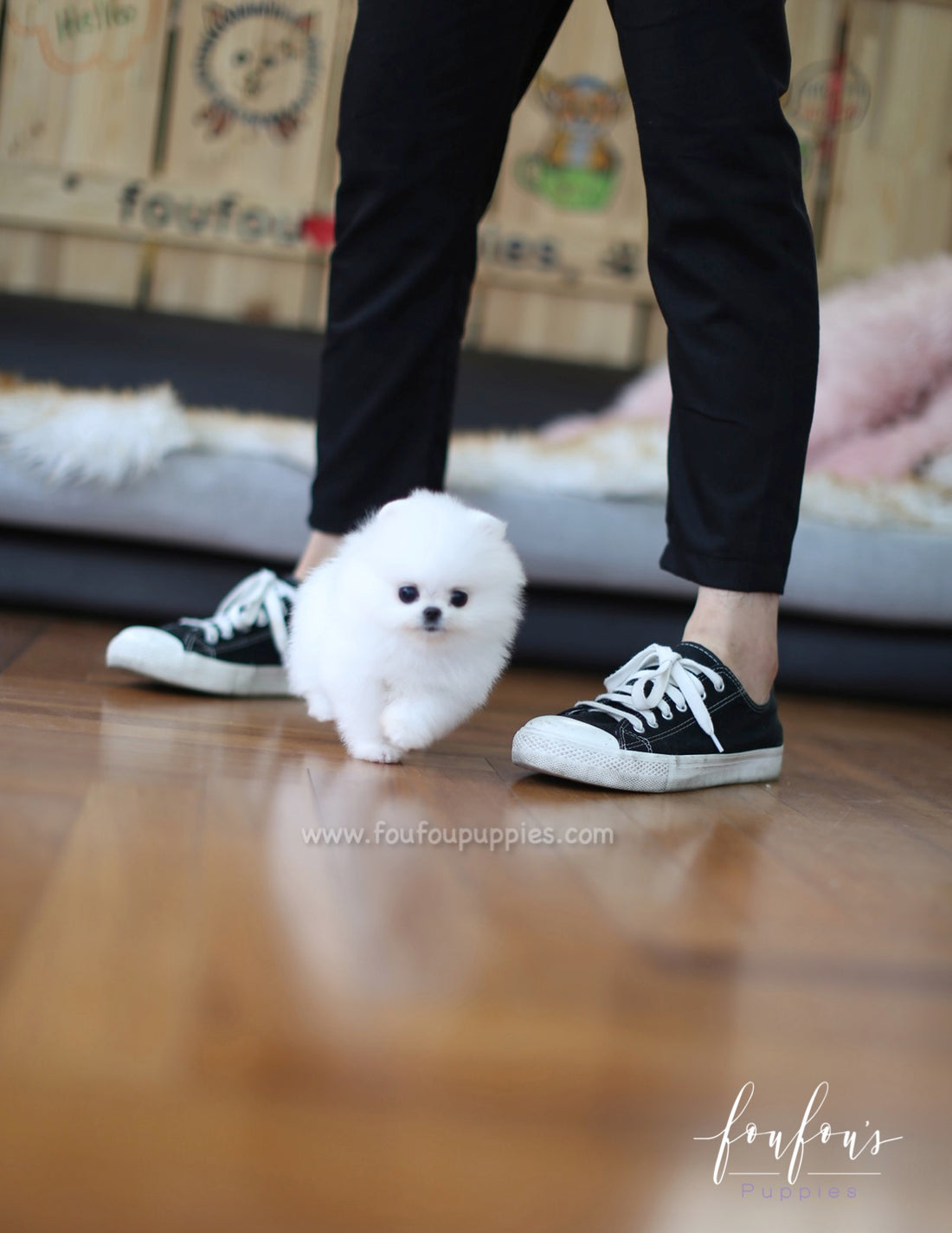 Sweetie - Pomeranian F.