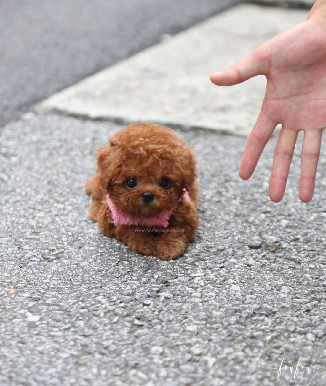 Prince - Poodle M.