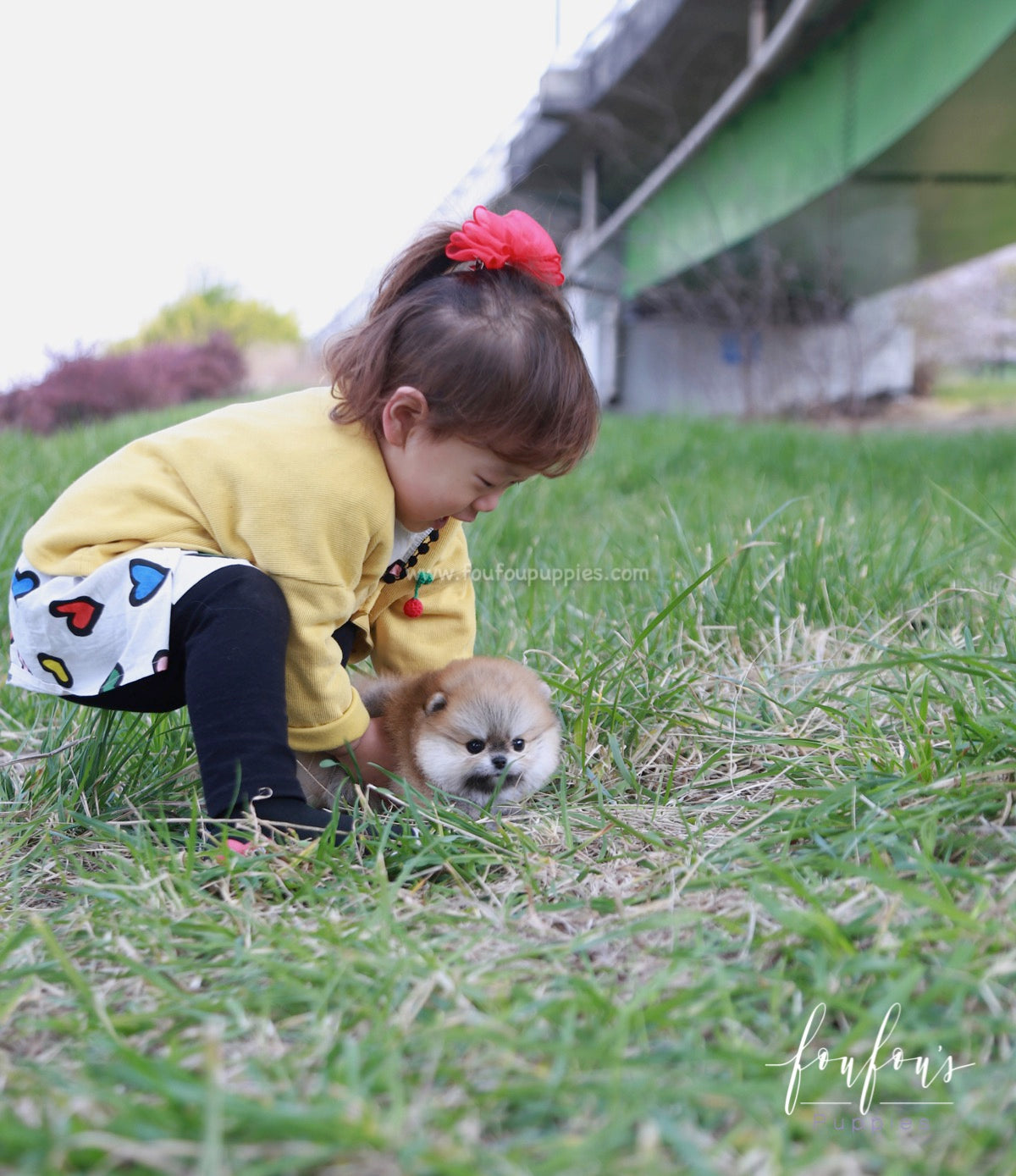 Bubba - Pomeranian M.