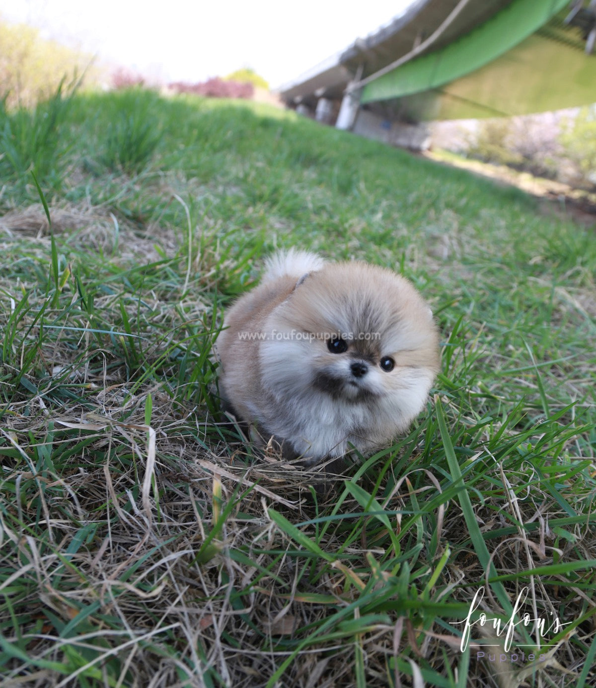 Bubba - Pomeranian M.