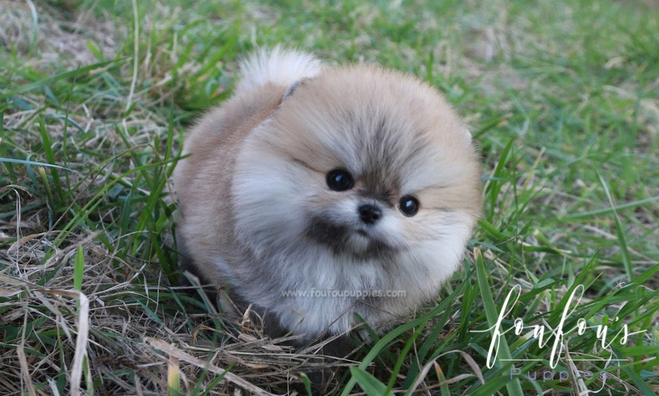 Bubba - Pomeranian M.