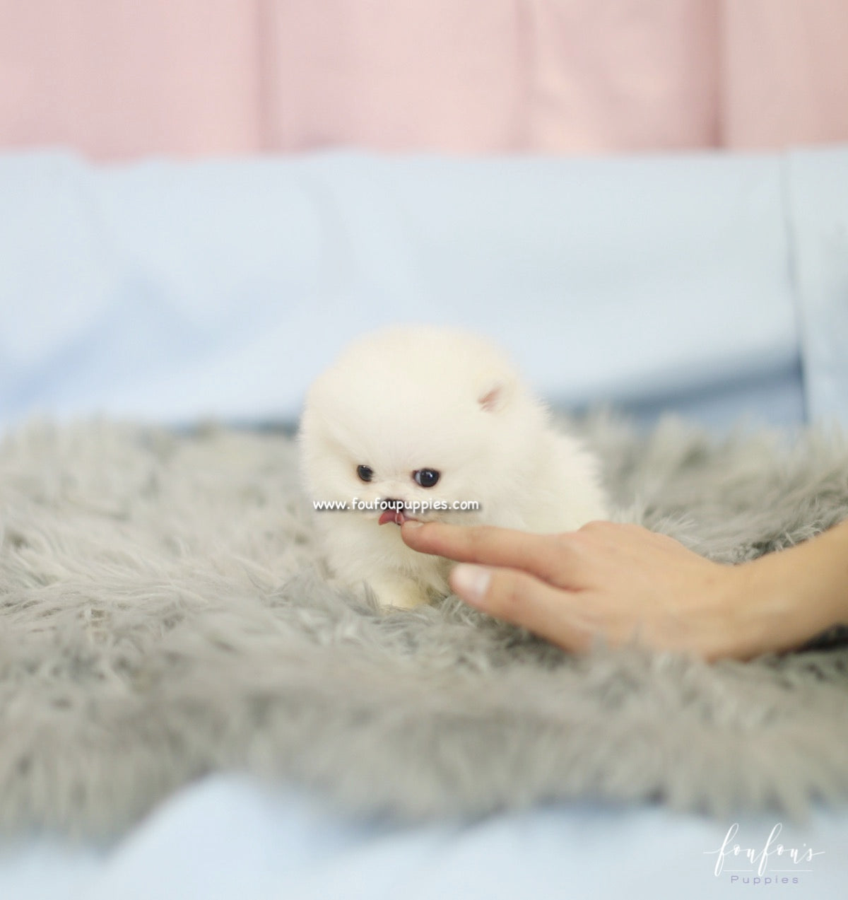 Cher - Pomeranian F.