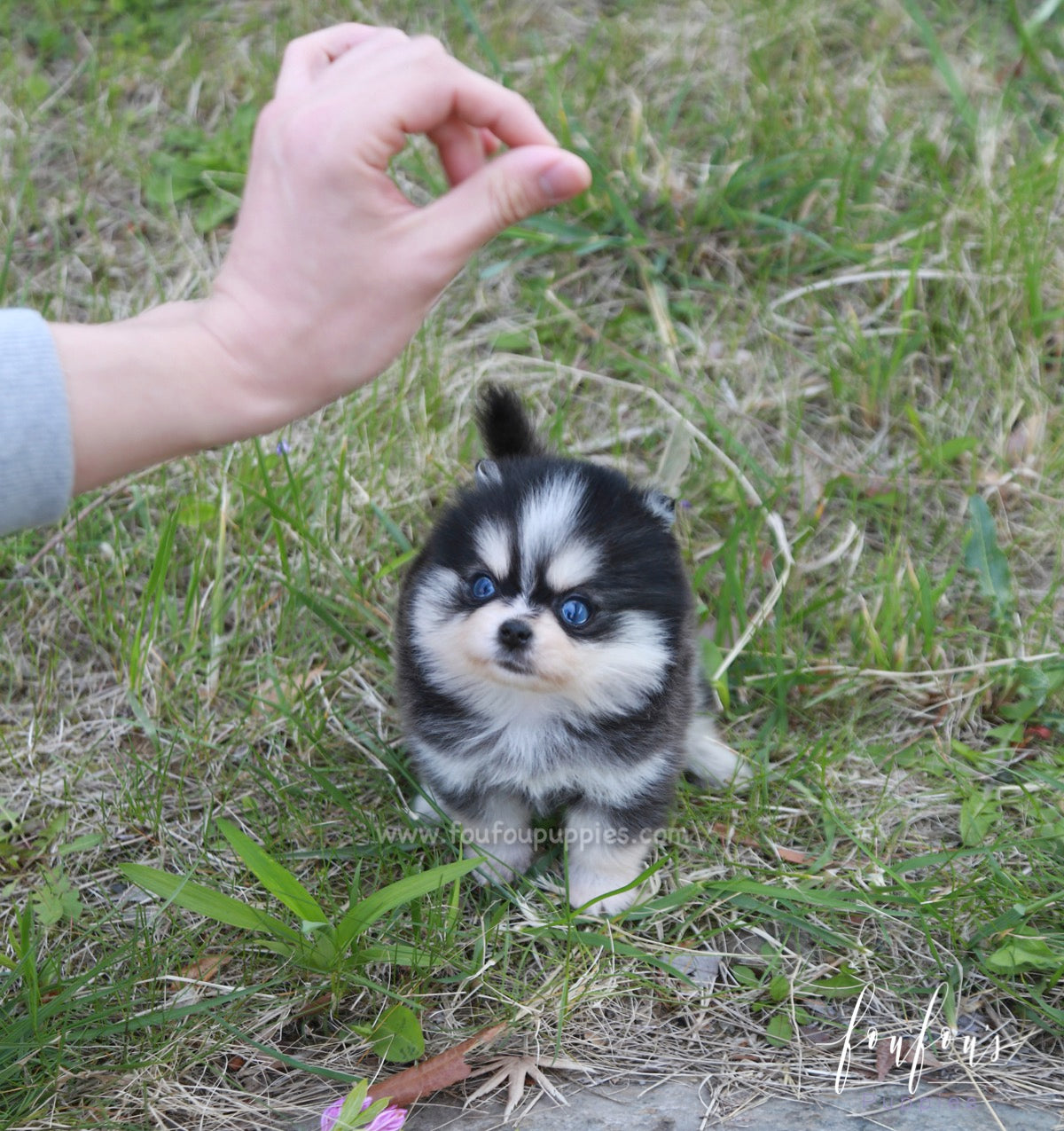 Xena - Pomsky F.