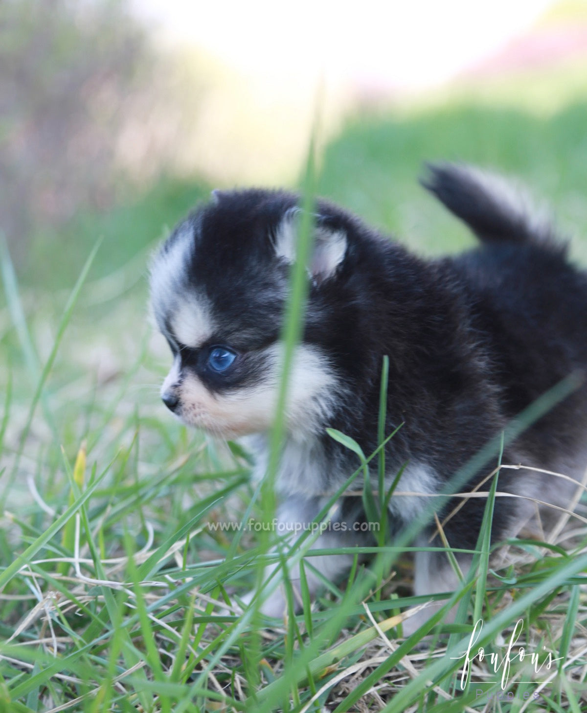 Xena - Pomsky F.