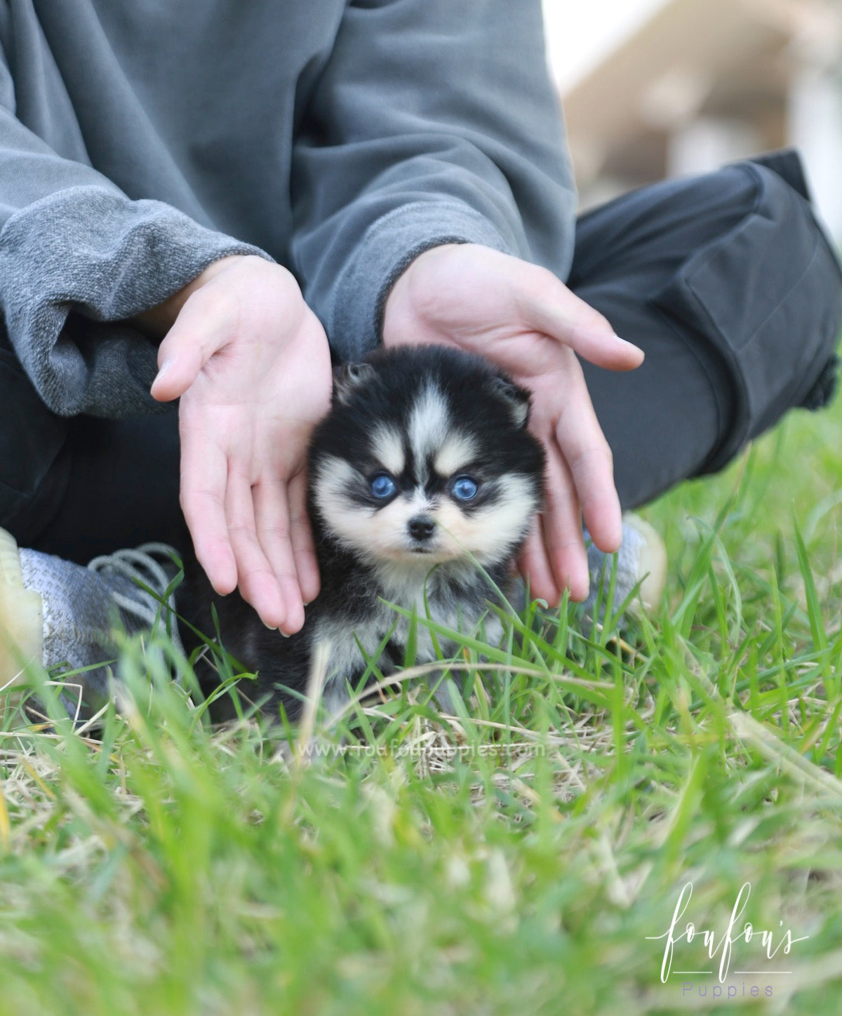 Xena - Pomsky F.