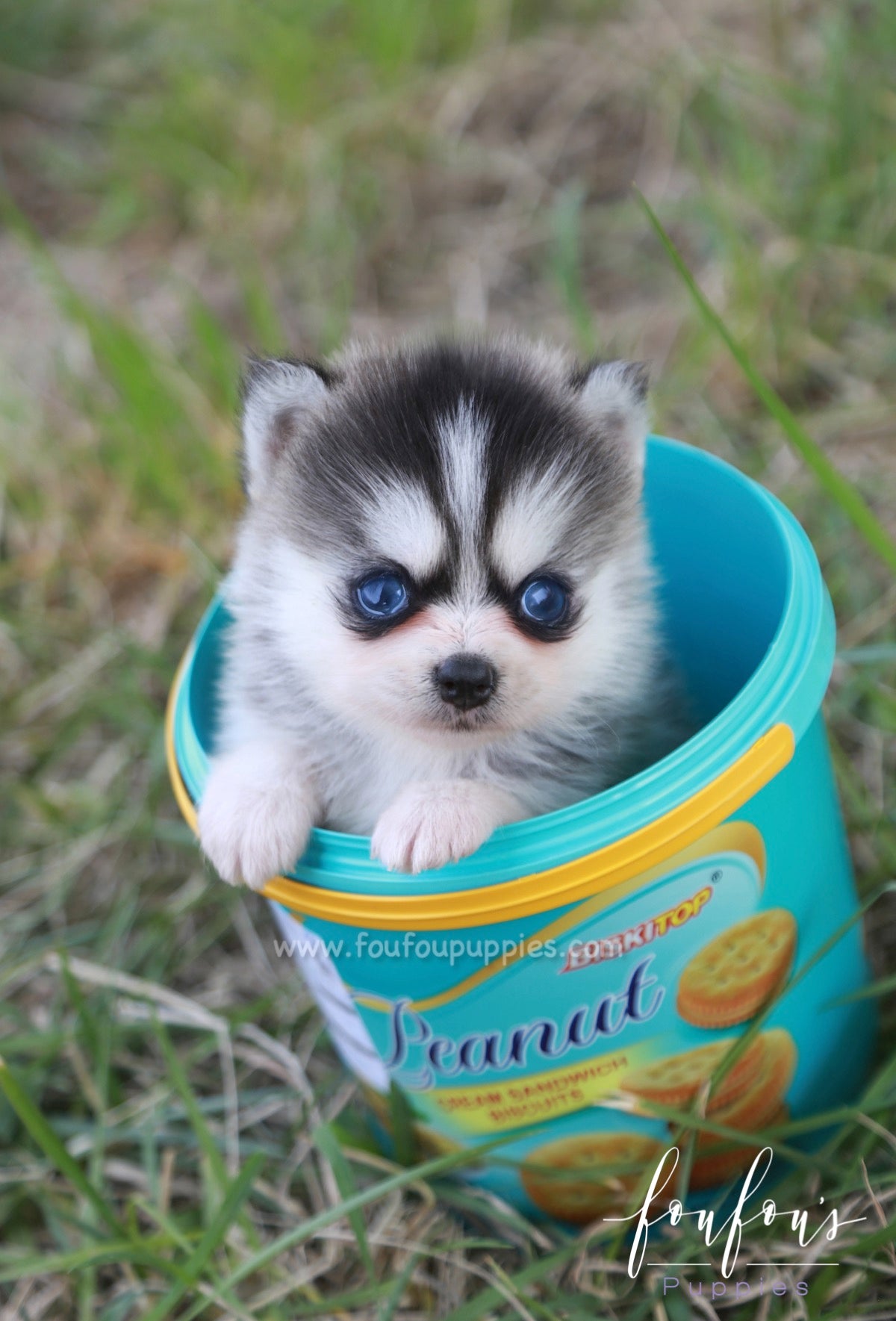 Micro best sale teacup pomsky