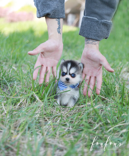 Zach - Pomsky M.