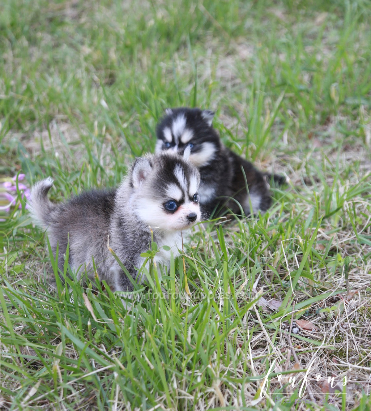 Zach - Pomsky M.