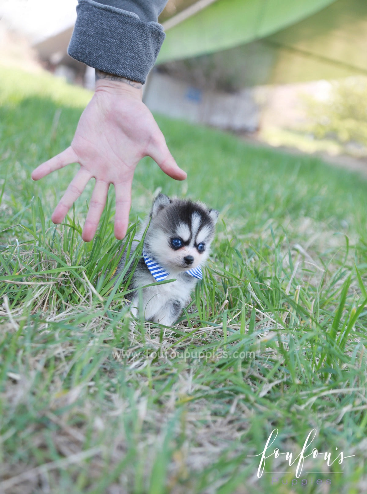 Zach - Pomsky M.