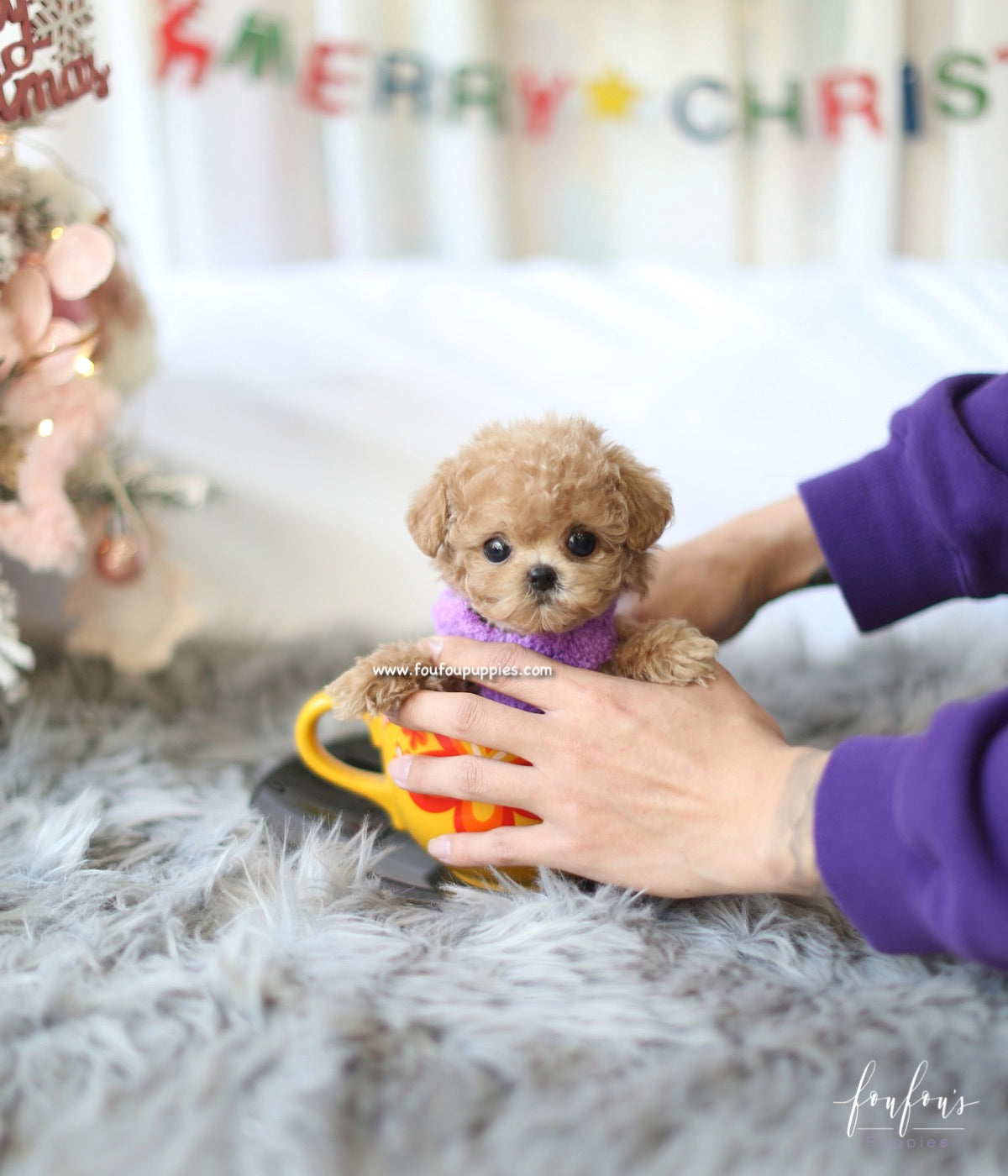 Curls - Poodle F.