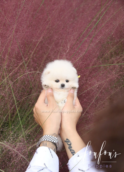 Milk - Pomeranian M.