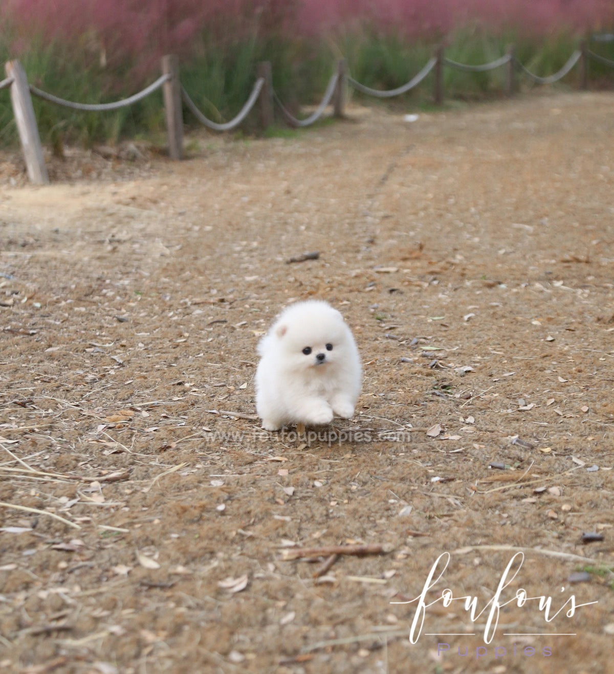 Milk - Pomeranian M.