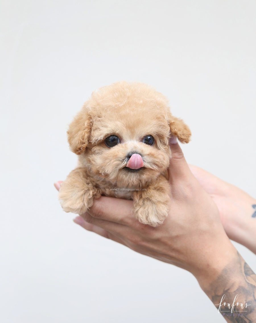 Orion - Poodle P.