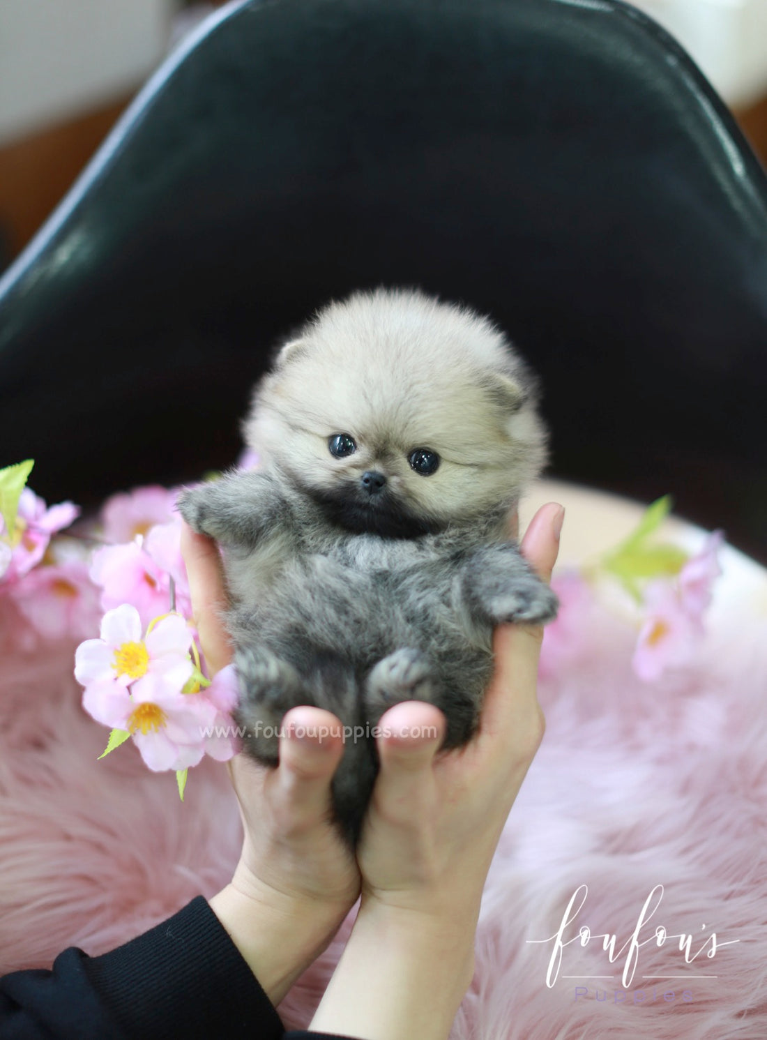 GiGi - Pomeranian F.