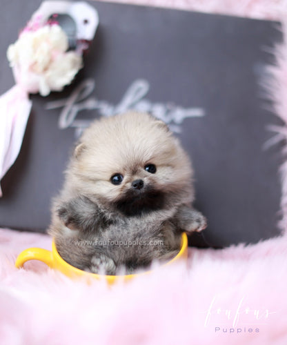 GiGi - Pomeranian F.